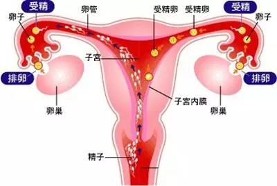 输卵管炎不孕有哪些症状,输卵管炎不孕的症状及应对方案解读,实地方案验证_Harmony款14.63.65