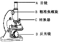 目镜和物镜组合起来叫做什么?